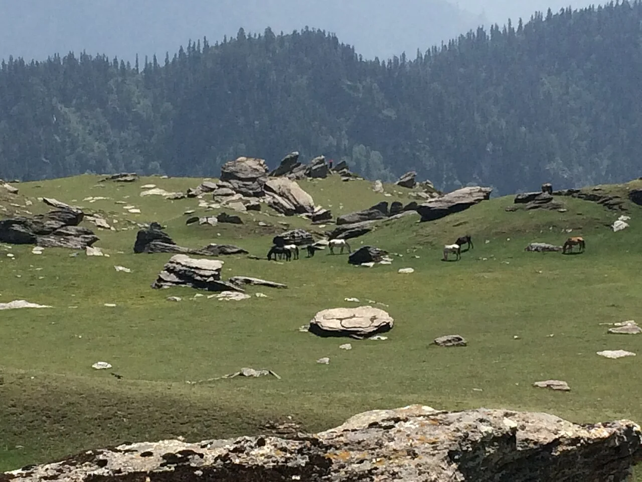 High altitude rolling alpine meadows of Chanshal Pass in Pabbar valley